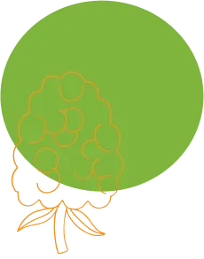 Fruit illustration